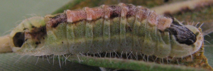 Hypochrysops cyane - Final Larvae